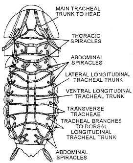 1958_respiration system of cockroach1.png
